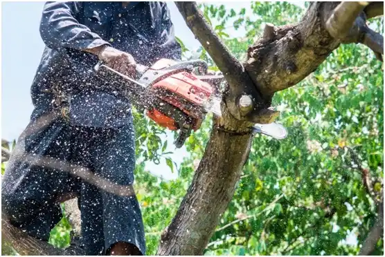 tree services East Prospect
